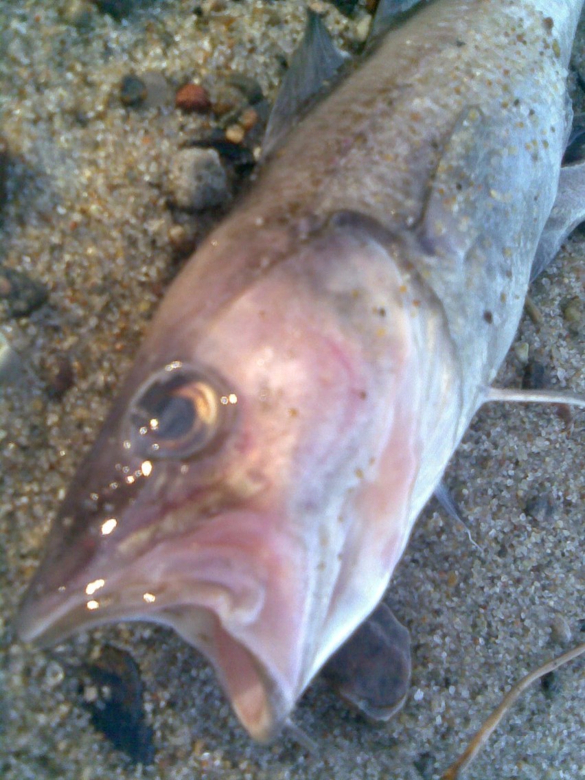 Śnięte ryby na plaży w Rozewiu