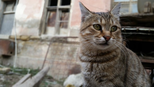 Miasto opiekuje się bezdomnymi zwierzętami. Zachęca do adopcji i czipowania