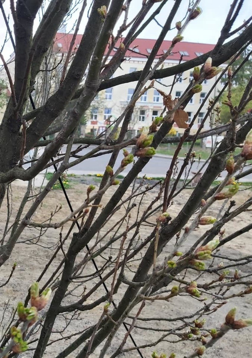 Mieszkańcy i społecznicy wspólnie z Wydziałem Ogrodnika Miasta Gdyni podlewają drzewa w Wielkim Kacku