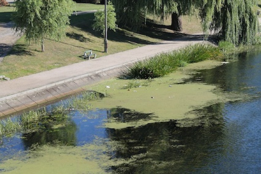 Śmieci tu... Śmieci tam... Śmieci wszędzie tylko nie w koszu!