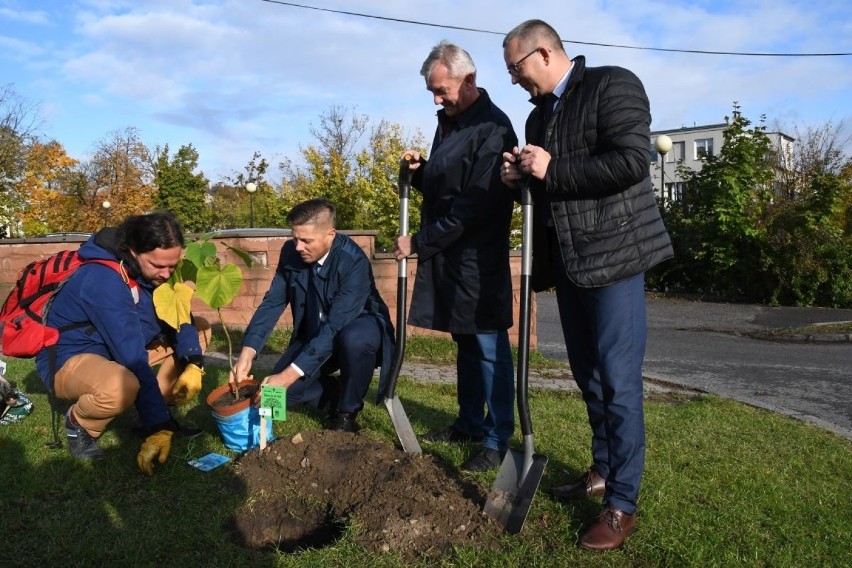 Liga Ochrony Przyrody chce posadzić w Kielcach 100 tysięcy drzew. Zaczęli od wyjątkowego gatunku [ZDJĘCIA, WIDEO] 
