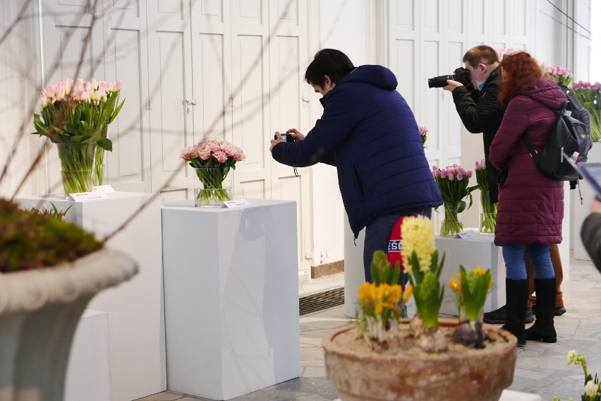 Wystawa tulipanów w Wilanowie. Tutaj w końcu poczujecie prawdziwą wiosnę. Piękne kwiaty i ogromne zainteresowanie mieszkańców