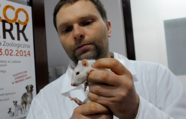 -&nbsp;Zajmujemy się królikami z poważnymi chorobami, ale także z banalnymi i prostymi do wyleczenia, przez które niestety zostały porzucone - mówi dr Jerzy Ziętek (na zdjęciu), lekarz weterynarii i pracownik UP, który opiekuje się małymi ssakami.