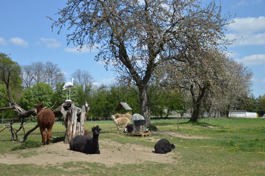 Czchów. Alpaki w Jaśkowym Sadzie na "kwarantannie", od ponad miesiąca nie ma turystów [ZDJĘCIA]