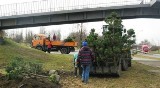 Sosnowiec: Posadzono sosny, które mają uchodzić za symbol miasta