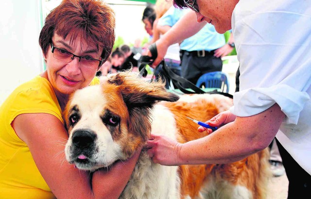 Piotrkowscy rajcy wprowadzili obowiązek znakowania psów od połowy 2010 roku
