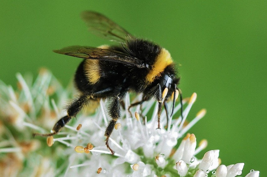 Owady błonkoskrzydłe. Jak odróżnić osy, trzmiele, czy pszczoły?