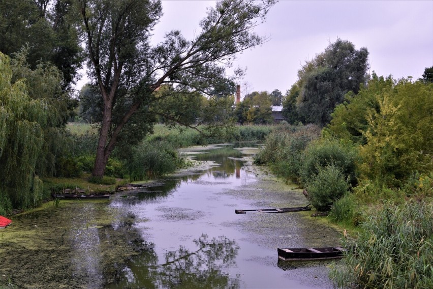 Zbąszyń. Na rzece Obrze w Zbąszyniu obserwujemy duży spadek...