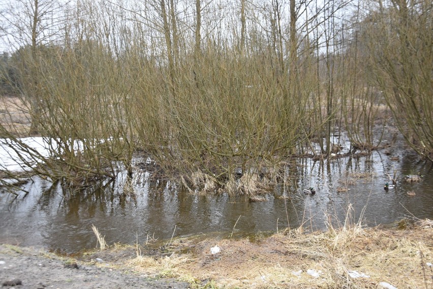 Urokliwe rozlewisko potoku Leśniówka na Wierzchowinie ZDJĘCIA