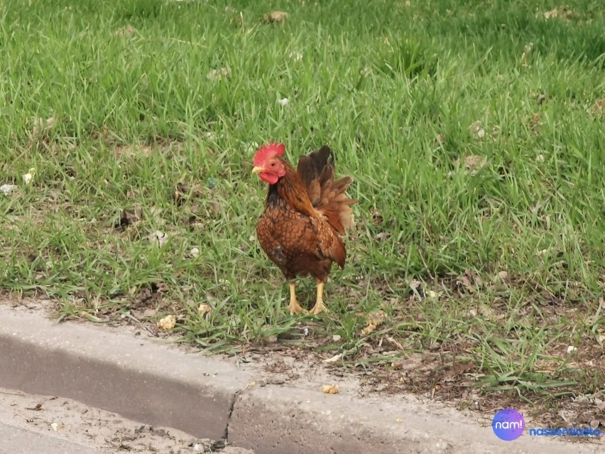 Kurczak biegał na ulicy Kaliskiej we Włocławku