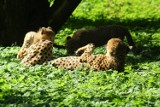 Gepardy z warszawskiego zoo rosną jak na drożdżach. Tak wyglądają po czterech pierwszych miesiącach [ZDJĘCIA]