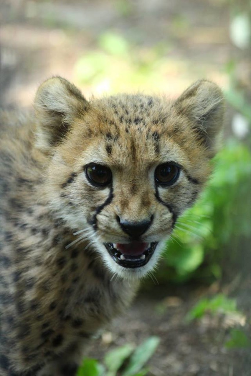 Gepardy z warszawskiego zoo rosną jak na drożdżach! Tak wyglądają po czterech pierwszych miesiącach