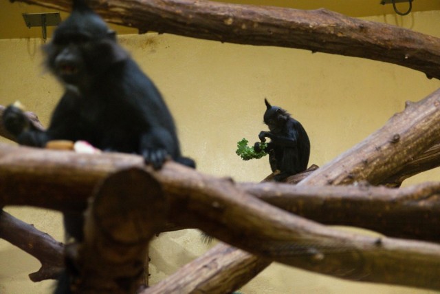 Krakowskie zoo wydłuża Dzień Dziecka