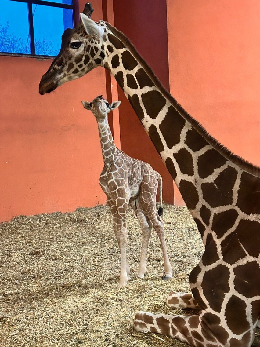 Przedstawiamy Lilo - najnowszą gwiazdę chorzowskiego ZOO! Malutka żyrafa, która już zaczęła oczarowywać. Sprawdźcie urocze ZDJĘCIA