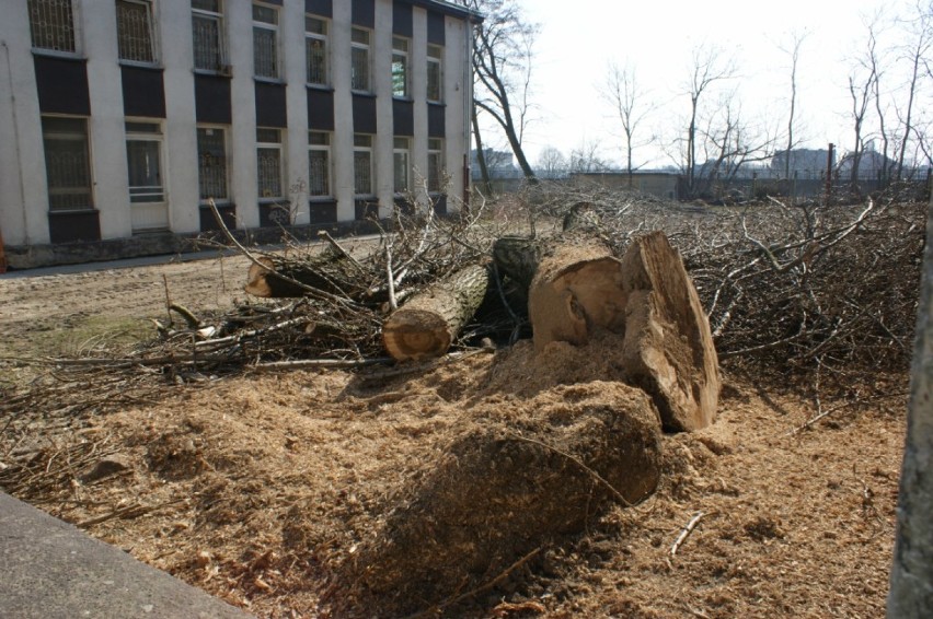 Marny koniec drzew przy ul.Obotryckiej.