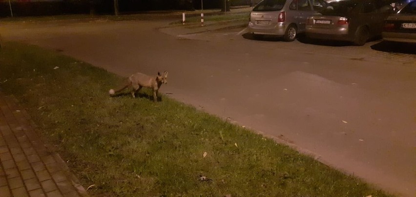 Lisy w Mościach podchodzą coraz bliżej bloków i nie boją się...