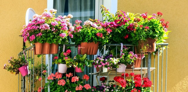 Wysokie kary za kwiaty umieszczane na balkonie czy tarasie. Zobacz, jak uniknąć grzywny.