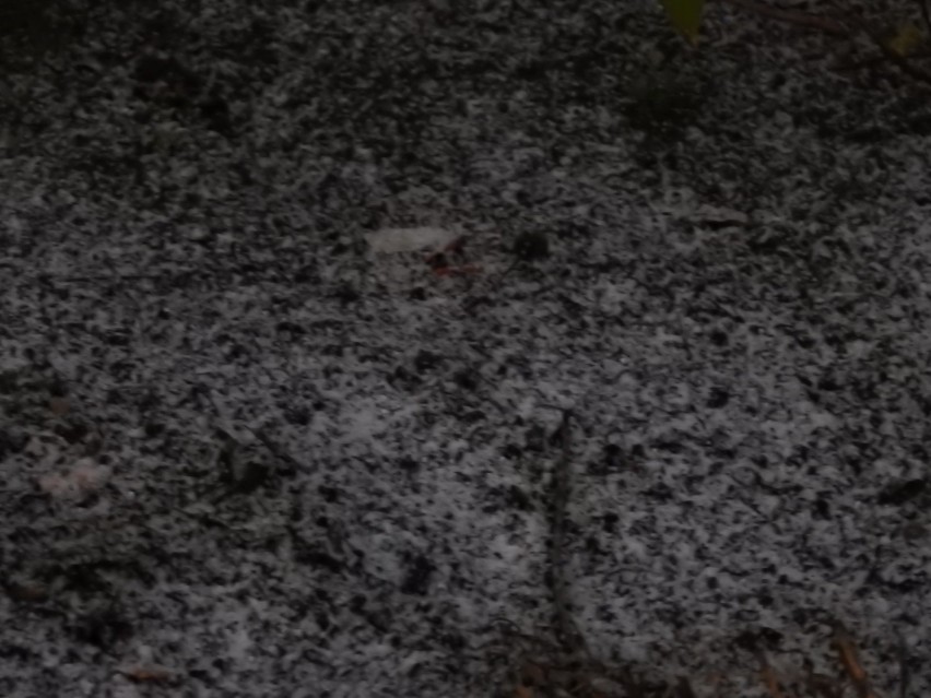 W Suwałkach spadł pierwszy śnieg. Czy to początek zimy? Zobaczcie, co nas czeka w najbliższych dniach