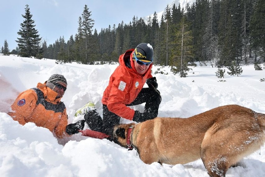 Słowacja: Psy górskie z całej Europy ćwiczyły w Tatrach [ZDJĘCIA]