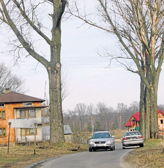 Uschnięte topole zagrażają pieszym i samochodom