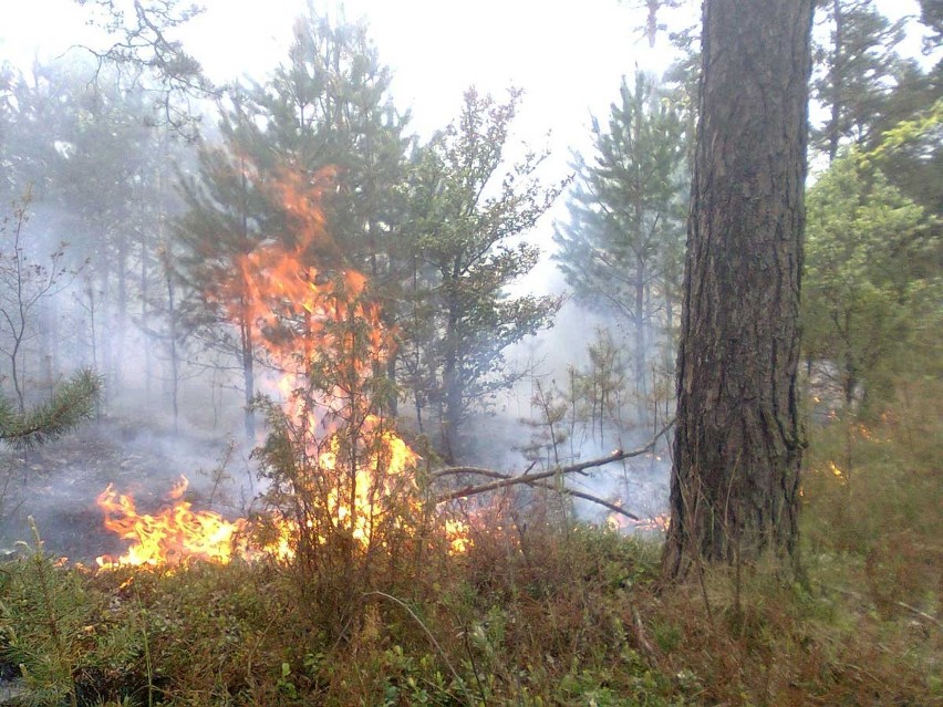 Pożar na Krępie w Ogrodzieńcu
