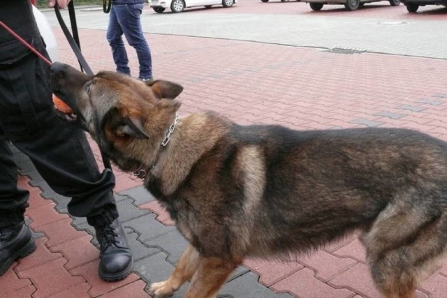 Policja Lubin. Pies lary nie zwalnia tempa. Kolejne aresztowania
