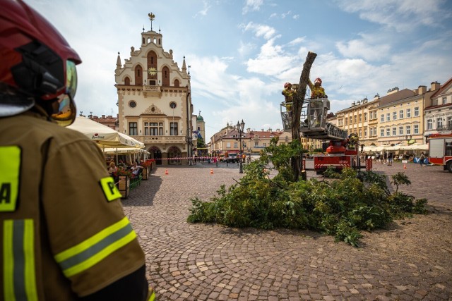 Złamane drzewo zostało wycięte pod koniec lipca. Stanowiło zagrożenie dla przechodniów, było spróchniałe w środku i mogło w końcu runąć