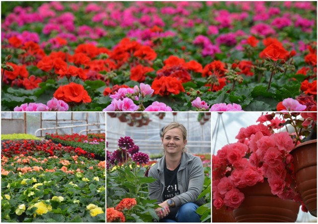 Wielki wybór wiosennych kwiatów na balkony i do ogródka u „Przybylskich” w Serbach.