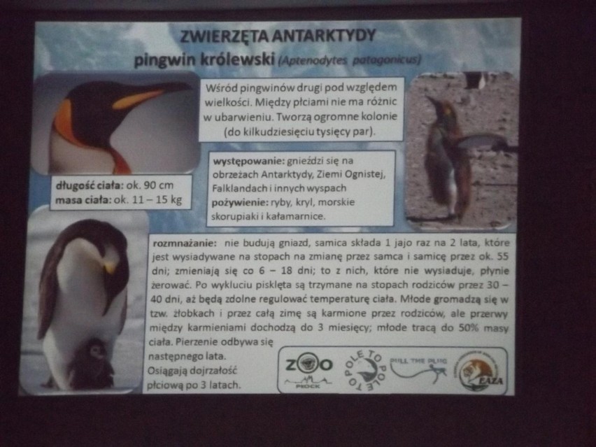 zorza polarna w zoo