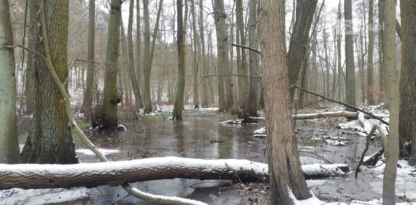 Szczecin, okolice jeziora Szmaragdowego, 7.02.2021