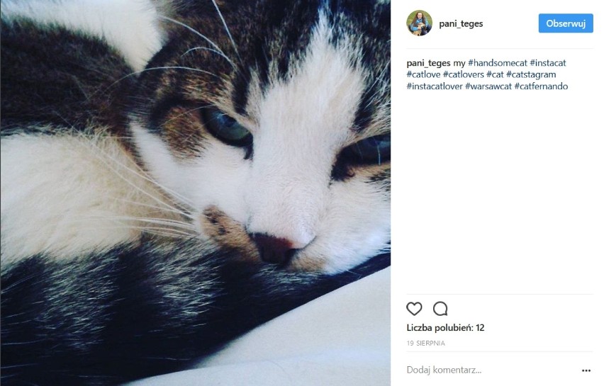 Warszawskie koty na Instagramie