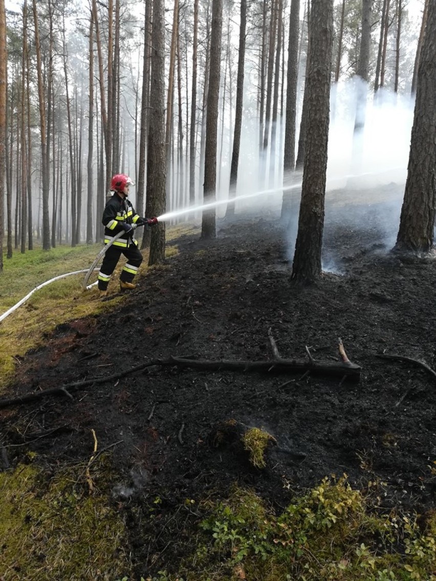 Dromader pojawił się w Leśnictwie Sowia Góra. Co było powodem pożaru?