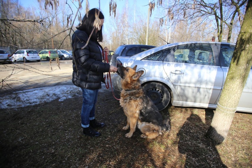 Z okazji Międzynarodowego Dnia Kota w katowickim schronisku...