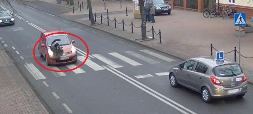 Potrącenie pieszej w Łukowie. Kobieta wtargnęła przed samochód czy kierowca nie zachował ostrożności? (WIDEO)