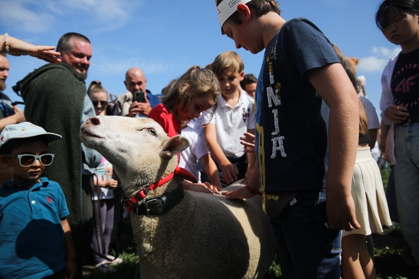 Krakowianie świętowali na Błoniach urodziny Smoka Wawelskiego. Owca Janina gościem specjalnym i główną gwiazdą pikniku ZDJĘCIA