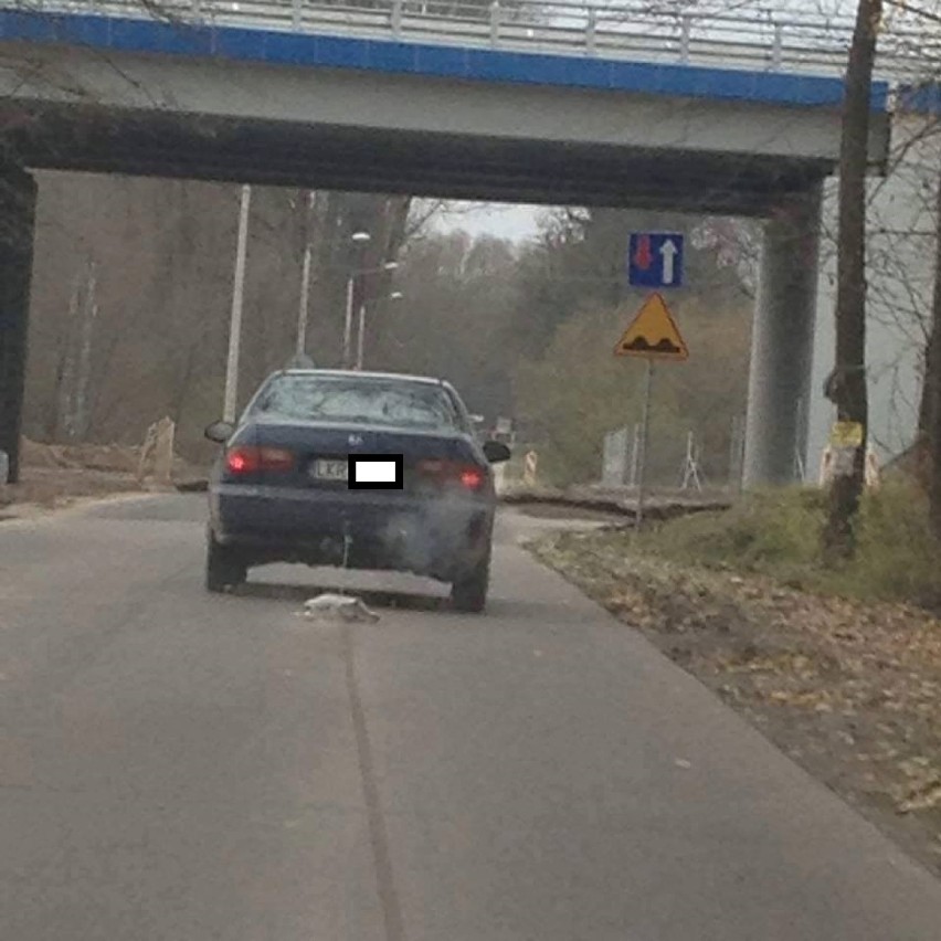 Kierowca hondy z kraśnicką rejestracją ciągnął psa za autem. Bestialstwo czy nieszczęśliwy wypadek?