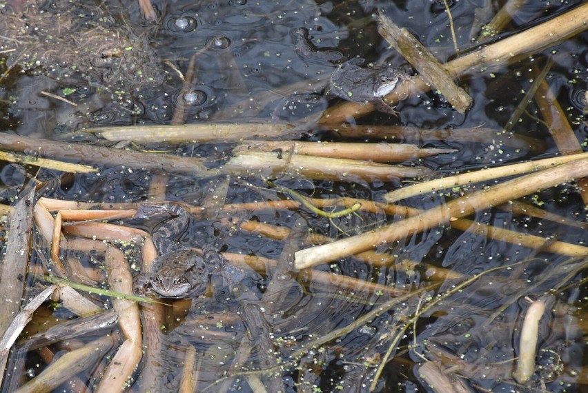 Z kładki bagiennej w Człuchowie można zaobserwować... niebieskie żaby. To ciekawe zjawisko nie potrwa długo!  ZDJĘCIA