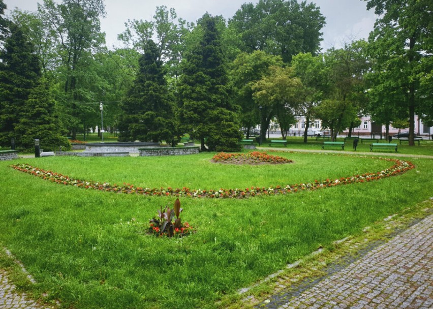 Letnie nasadzenia w mieście. Zobacz jakie i ile kwiatów zdobi ulice Suwałk