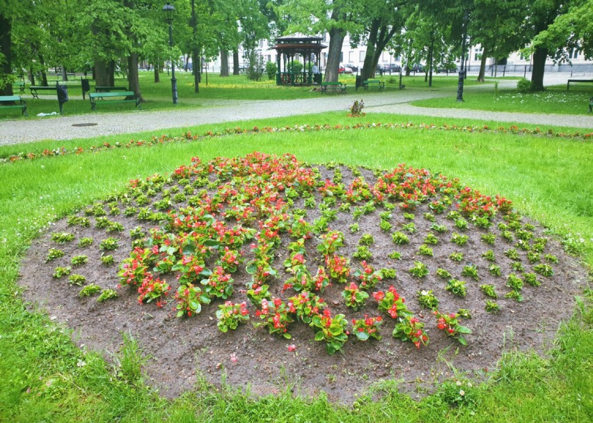 Letnie nasadzenia w mieście. Zobacz jakie i ile kwiatów zdobi ulice Suwałk