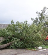 Choszczno: Podsumowanie orkanu Ksawery. Trwa liczenie strat [ZDJĘCIA]