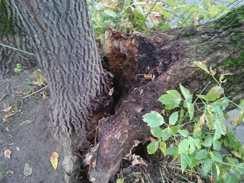 Fatalne skutki nawałnicy. Stare drzewo zwaliło się na samochody