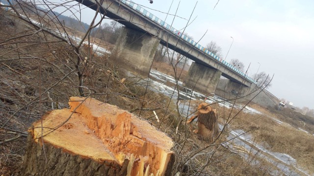 Most w Międzychodzie - w miejscu gdzie powstanie nowy most, wycięto już drzewa