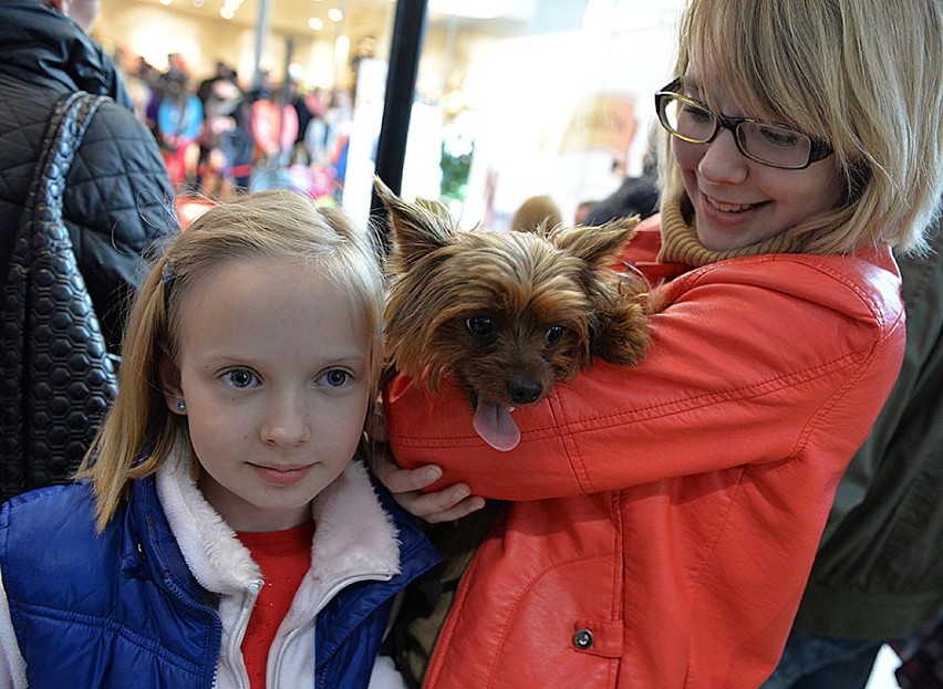 Festiwal Yorków w Gdyni. Wielkie święto miłośników psów rasy yorkshire terrier ZDJĘCIA