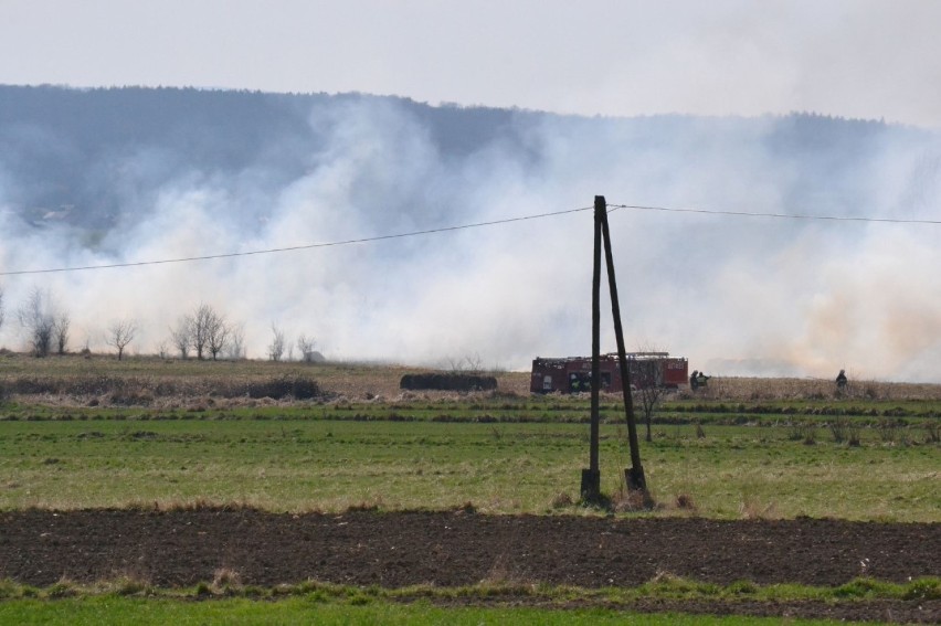 Ogromny pożar traw w Tarnowcu (ZDJĘCIA)