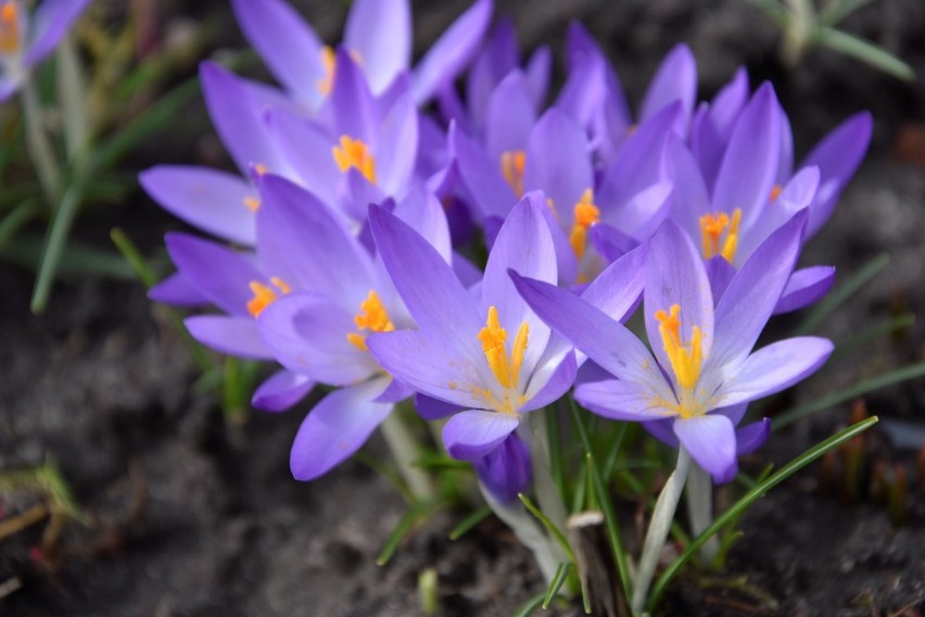 21 marca - pierwszy dzień kalendarzowej wiosny