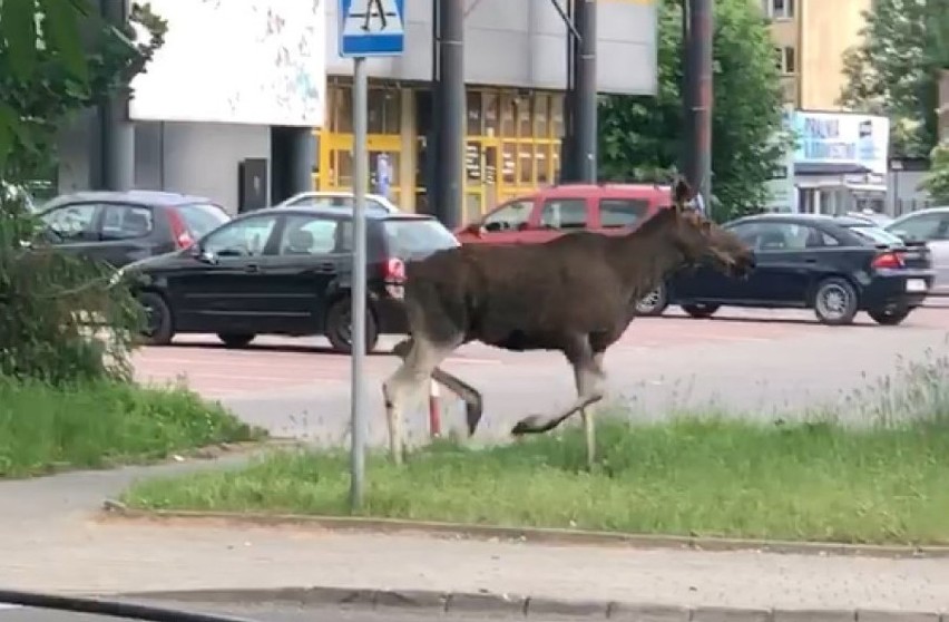 Dwa lata temu kilka dni w Tarnowie zabawił łoś