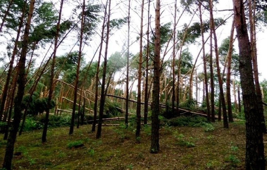 Jednym z typów uszkodzeń drzew jest trwałe wygięcie pni