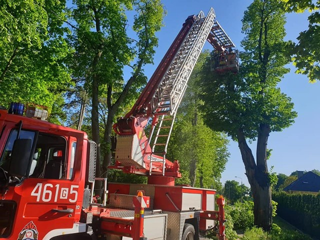 Strażacy ośmiokrotnie interweniowali przy usuwaniu skutków wiejącego silnego wiatru.