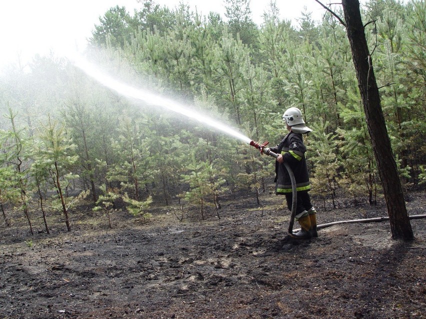 Pożar lasu w gminie Burzenin