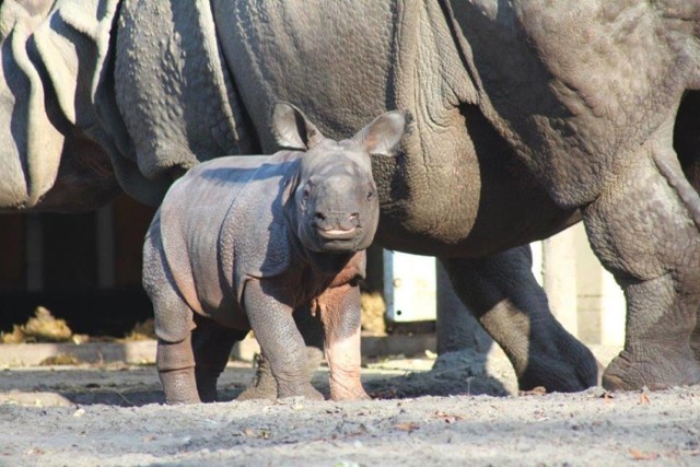 Zoo Warszawa, urodziny nosorożca